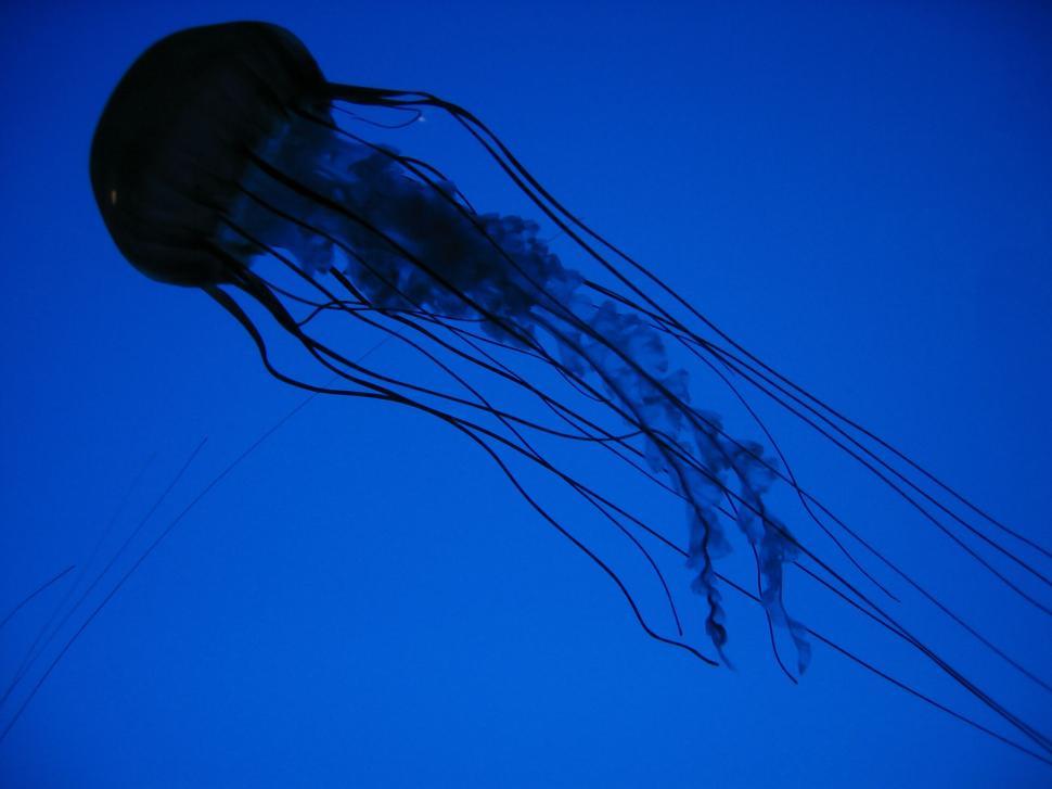 Free Image of Silhouette of jellyfish swimming gracefully underwater 