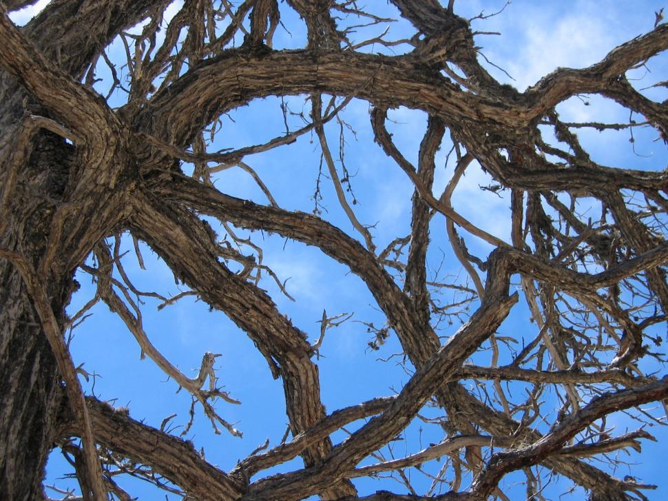 Free Image of Branches of an old tree against a bright blue sky. 