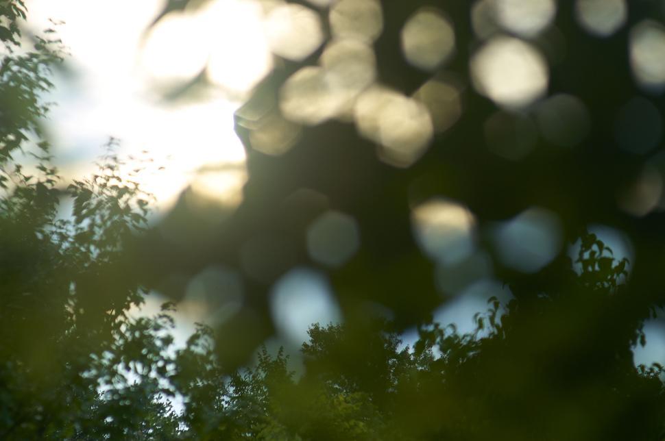 Free Image of Defocused sunlight shining through leaves and branches 