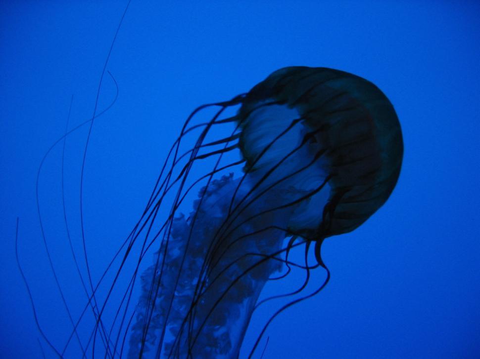 Free Image of Jellyfish gracefully floating in deep blue water 