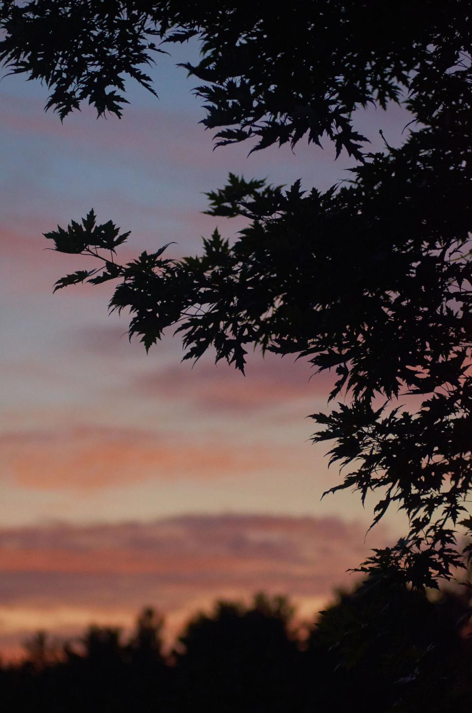 Free Image of Tree branches against richly colored sunset horizon 