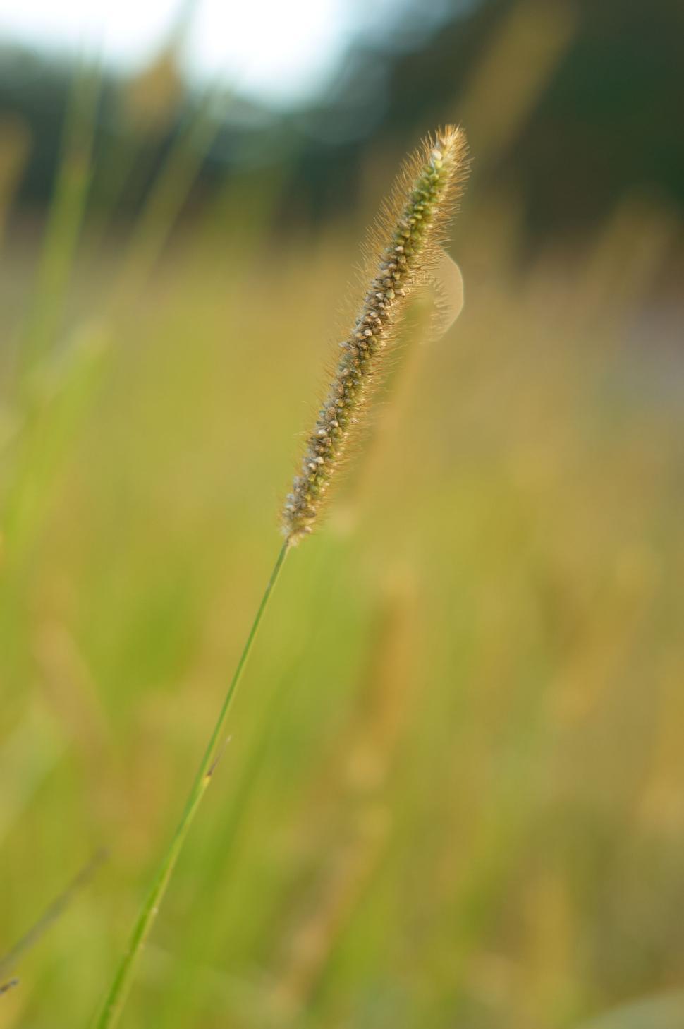 Free Image of Close-up of single wheat stalk in a field, backlit by sun. 