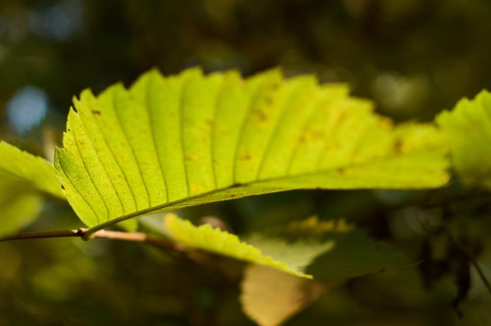 Free Image of Green leaf in sunlight showing natural details and texture. 