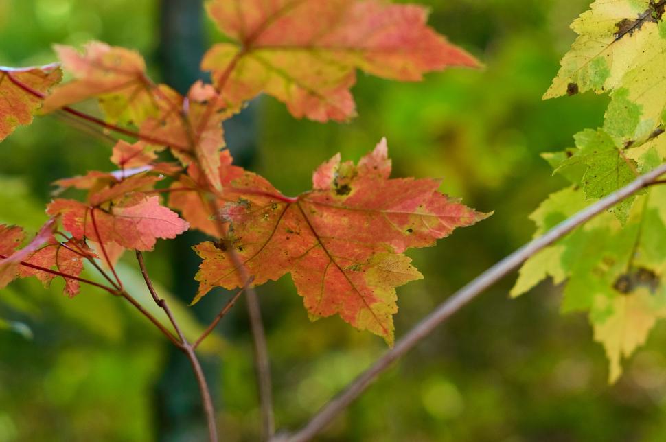 Free Image of Red and green autumn leaves on a tree branch outdoors 