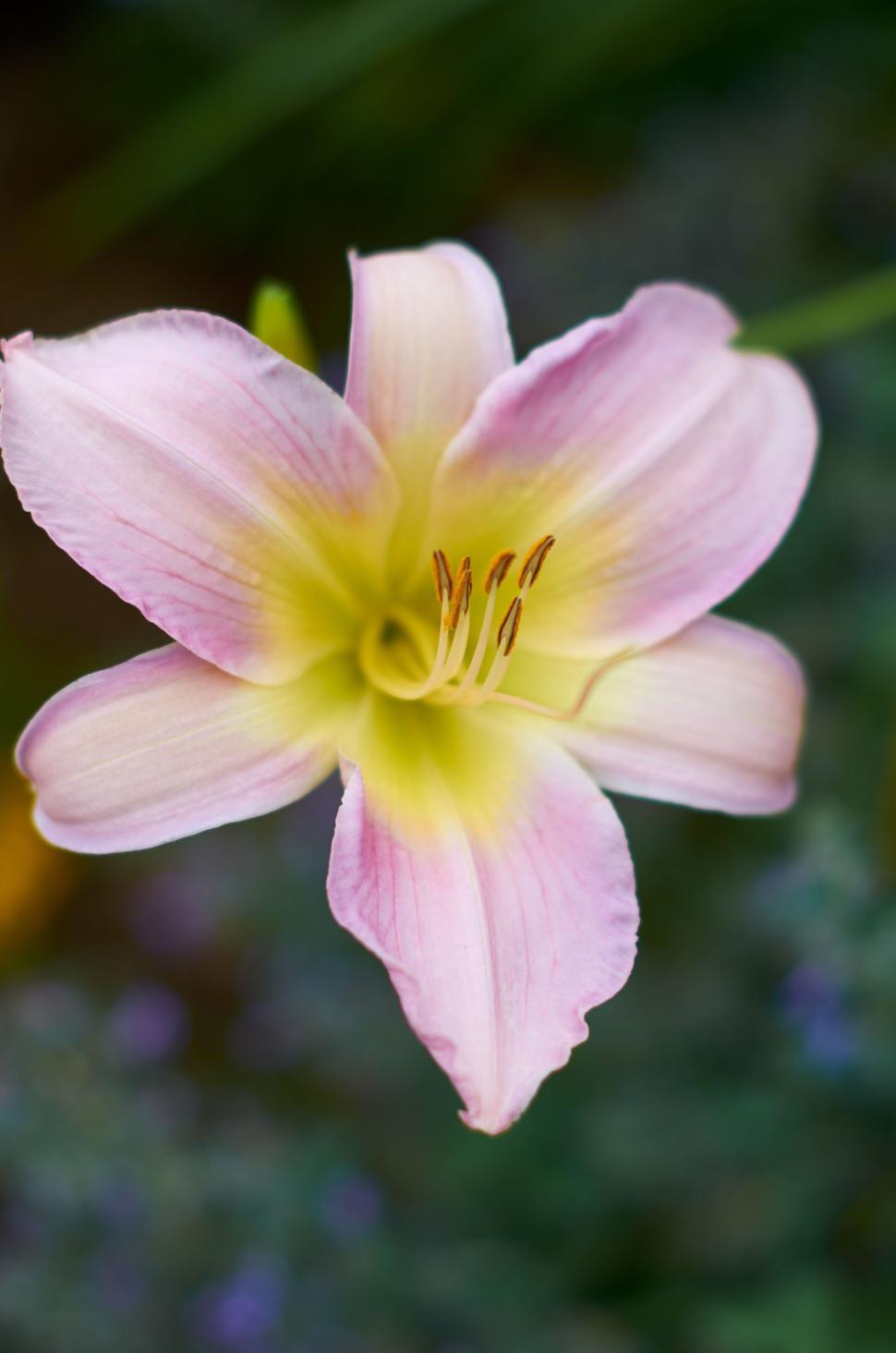 Free Image of Pink and yellow lily flower in sharp focus against blur 