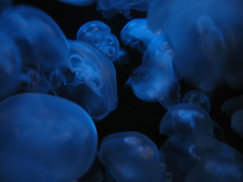 Free Image of Blue glowing jellyfish floating in dark water gracefully. 