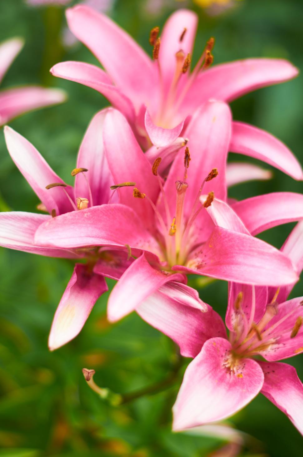 Free Image of Bright pink lilies in full bloom amid lush greenery. 