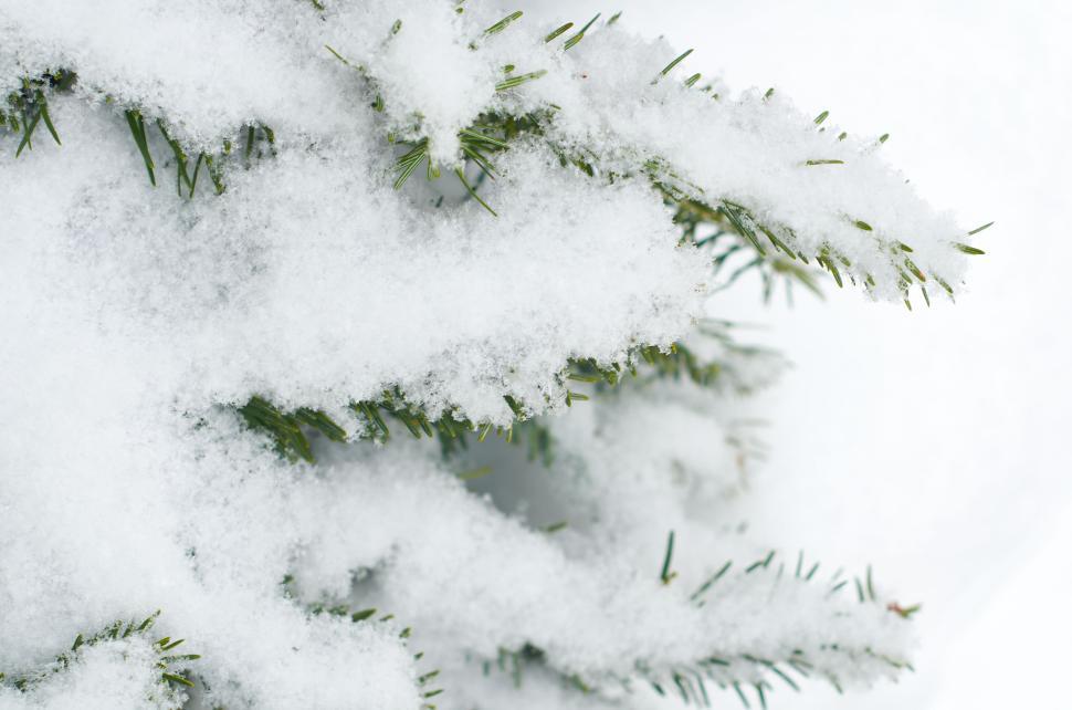 Free Image of Snow-covered pine tree branches in close-up view 