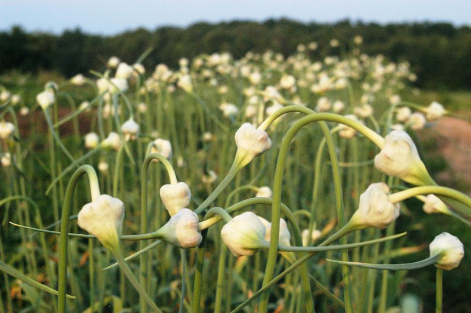 Free Image of Field of blooming garlic scapes bathed in evening light 
