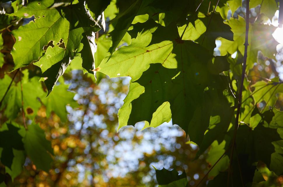 Free Image of Sun shining through lush green leaves in a forest. 