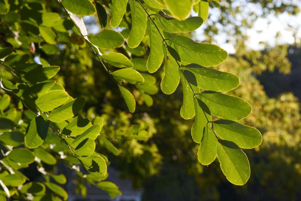 Free Image of Fresh green leaves basking in sunlight on a bright day 