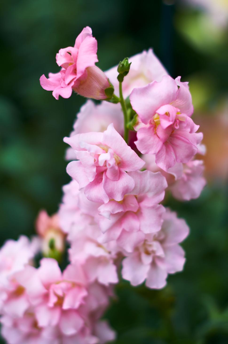 Free Image of Close-up of pink flowers in full bloom in a garden setting 