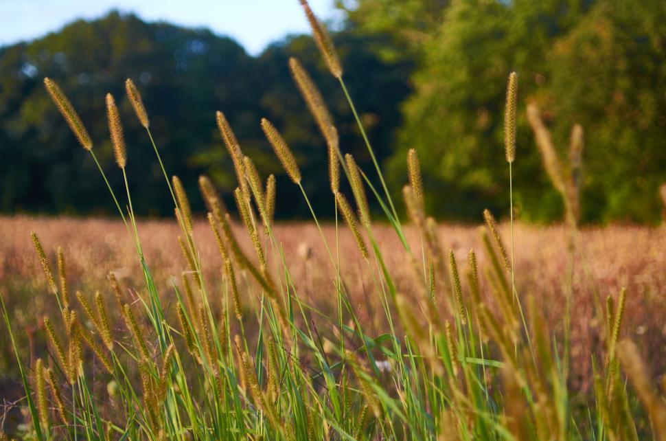 Free Image of Tall grass swaying softly in a summer meadow breeze 