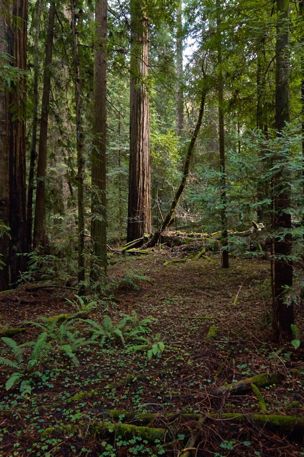 Free Image of Tranquil forest path surrounded by tall green trees 