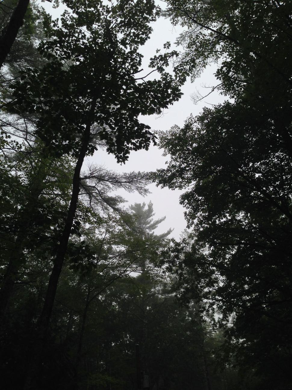 Free Image of Misty woodland scene with silhouetted trees overhead 