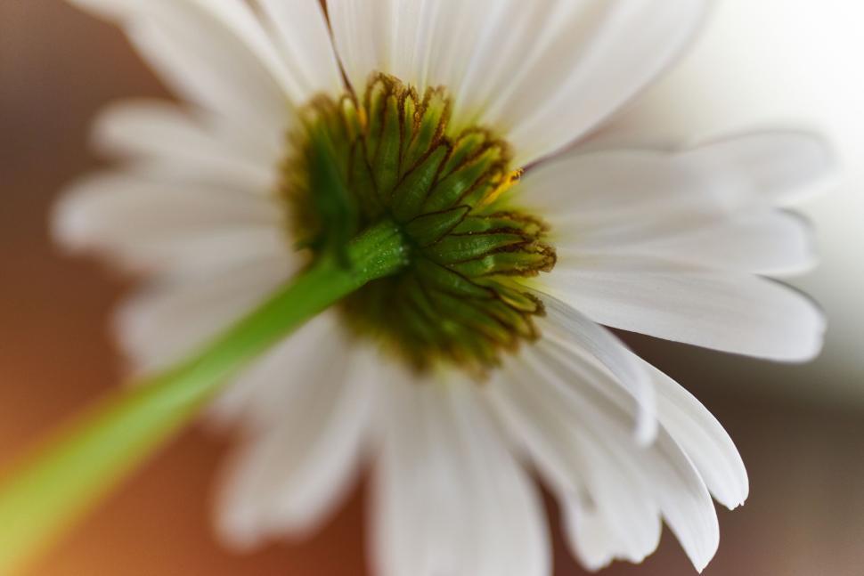 Free Image of Close-up of daisy flower from below with blurred background 