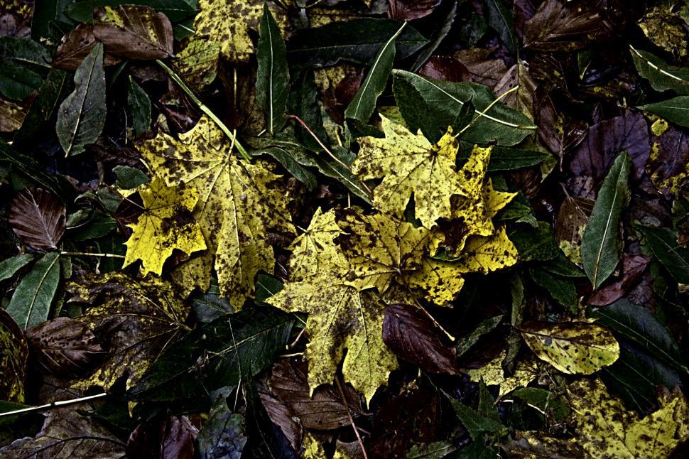 Free Image of Dead leafs 