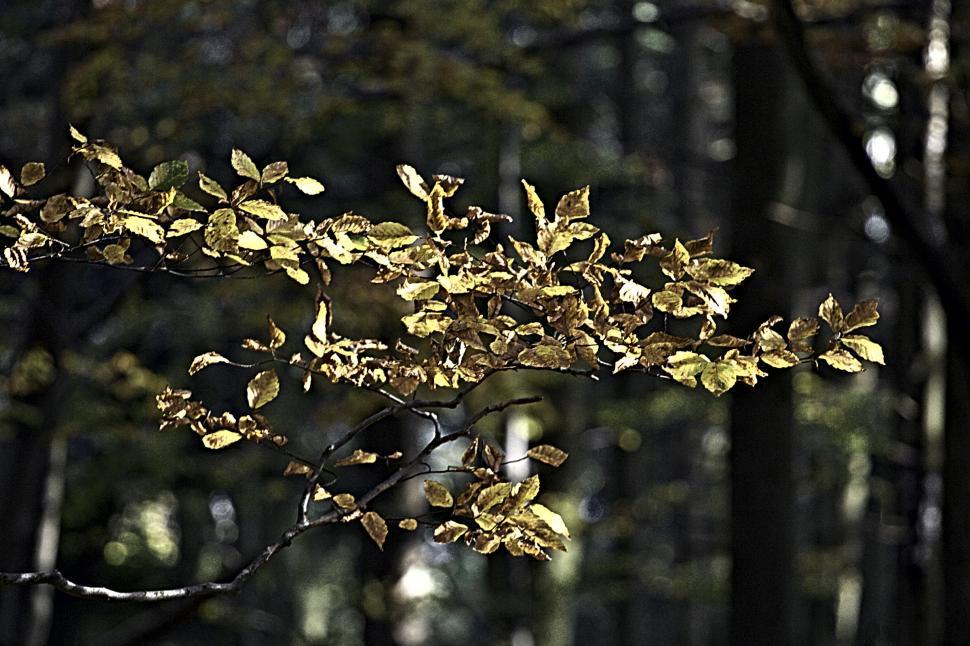 Free Image of Forest 