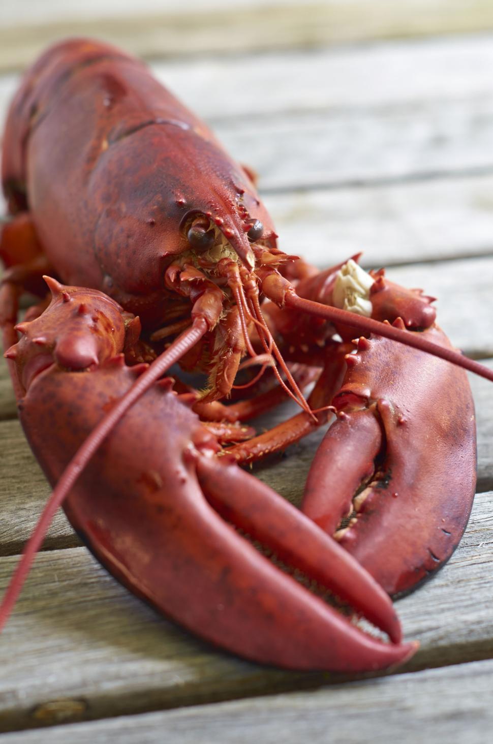 Free Image of Freshly cooked lobster on a wooden table surface 