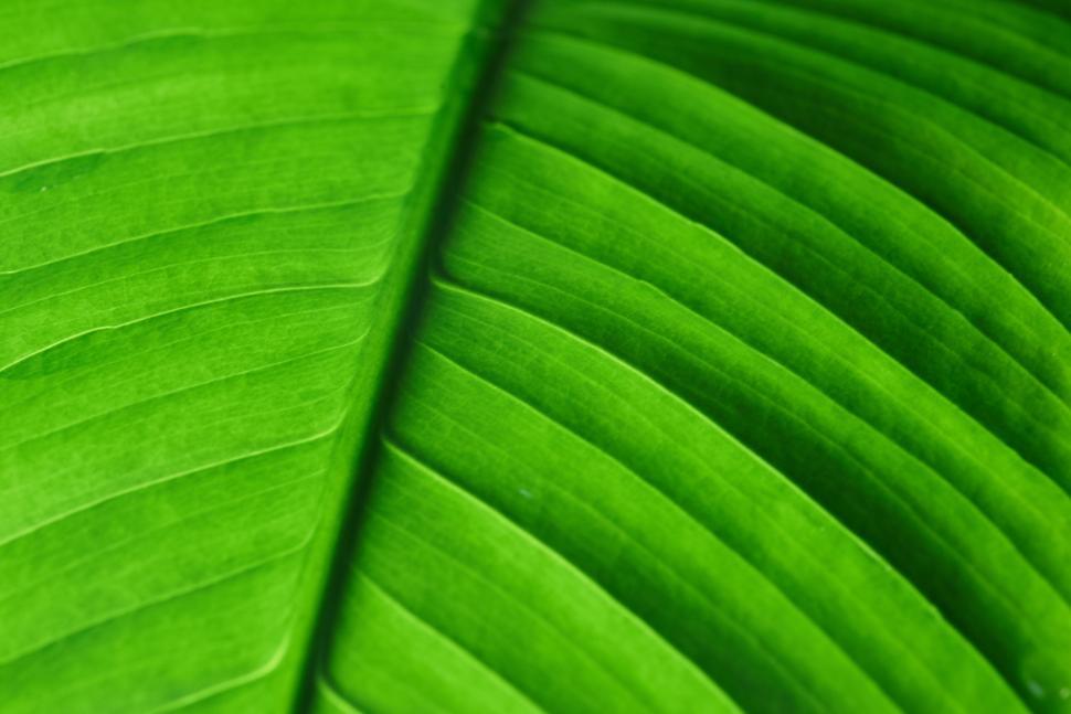 Free Image of Detailed close-up of a lush green banana leaf 