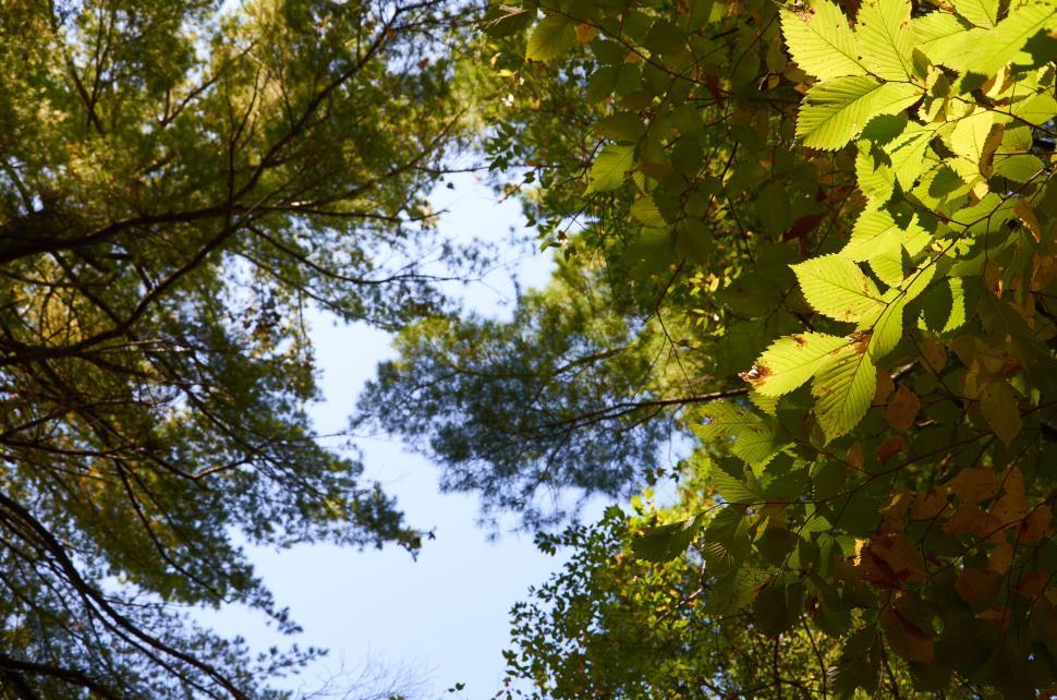 Free Image of Lush green leaves under sunlight with clear blue sky. 