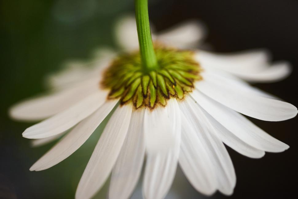 Free Image of Close-up of white flower petals viewed from underside 