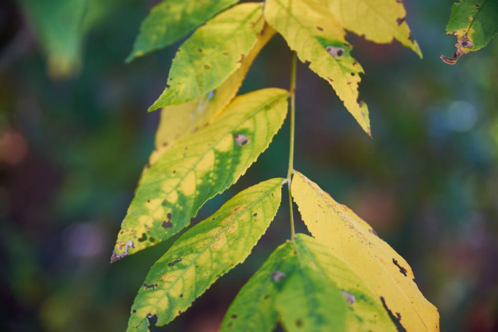 Free Image of Green leaves on a branch with yellow transition spots 