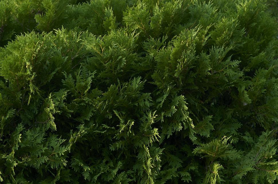 Free Image of Dense green foliage of a bush in natural setting 
