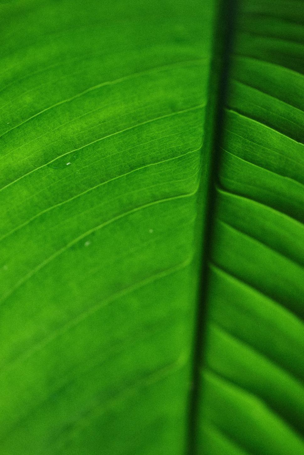 Free Image of Bright green tropical leaf close-up with vivid veins. 