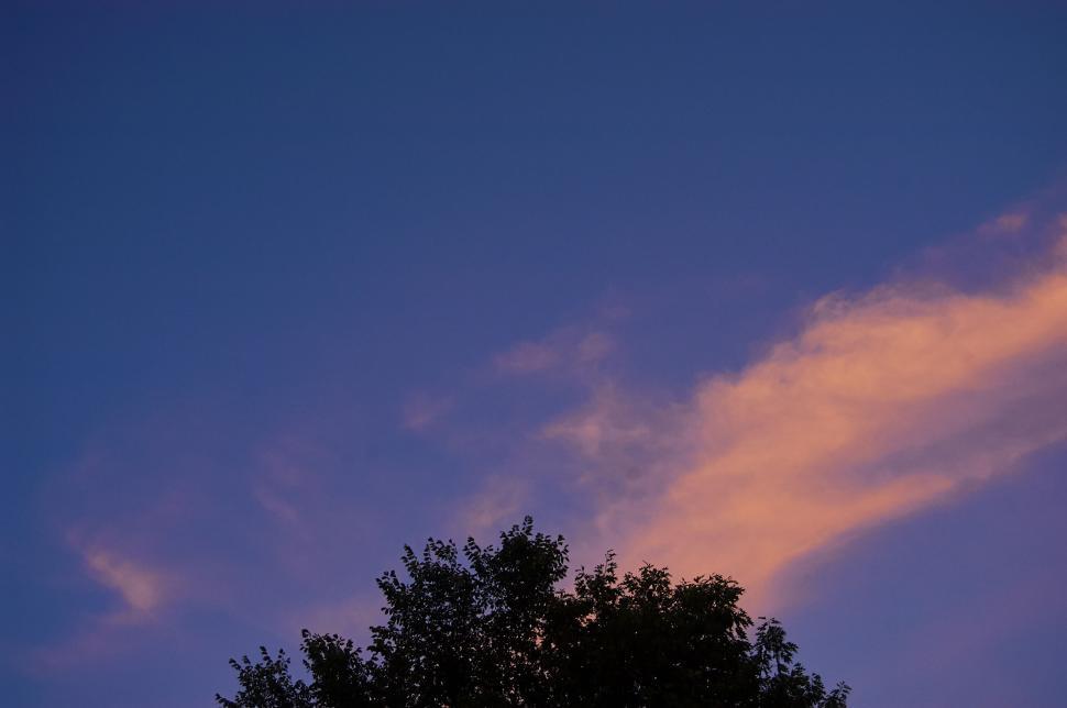 Free Image of Vibrant sunset sky with tree silhouette in the foreground 