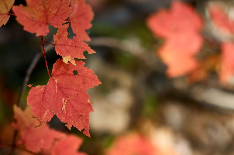 Free Image of Close-up of autumn red maple leaves on blurred background 