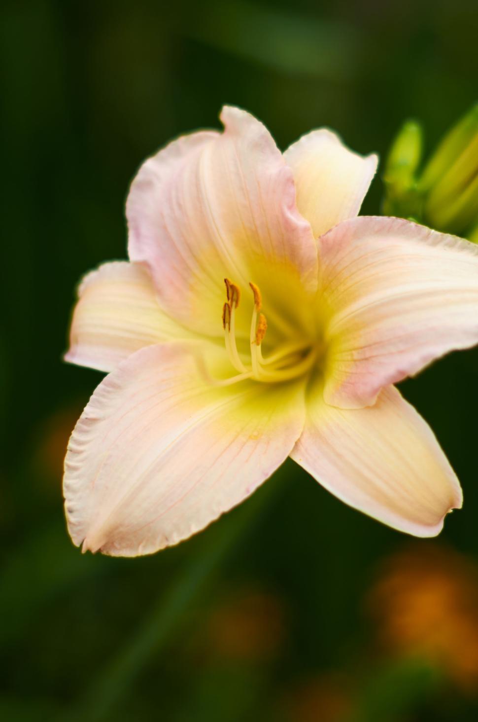 Free Image of Pale pink lily flower with detailed close-up of petals 