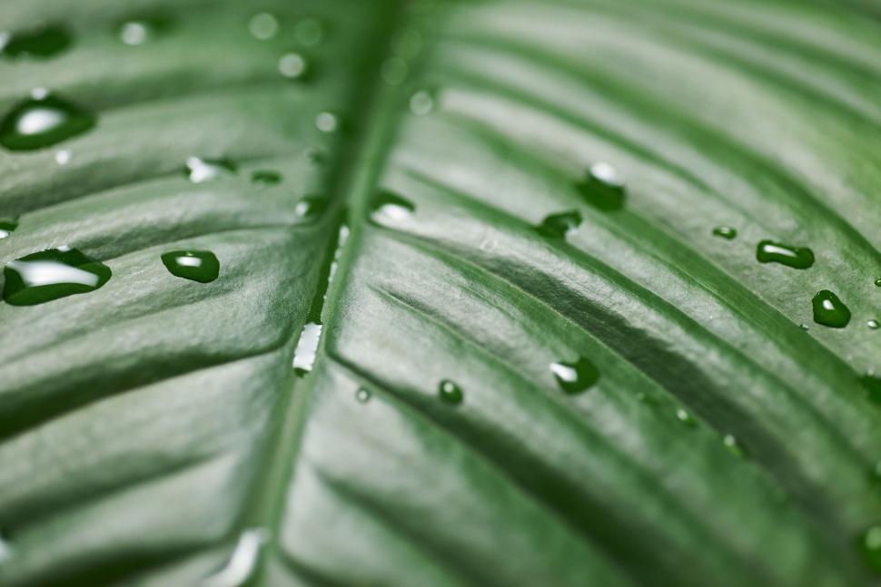 Free Image of Close-up of a leaf with water droplets on its surface 