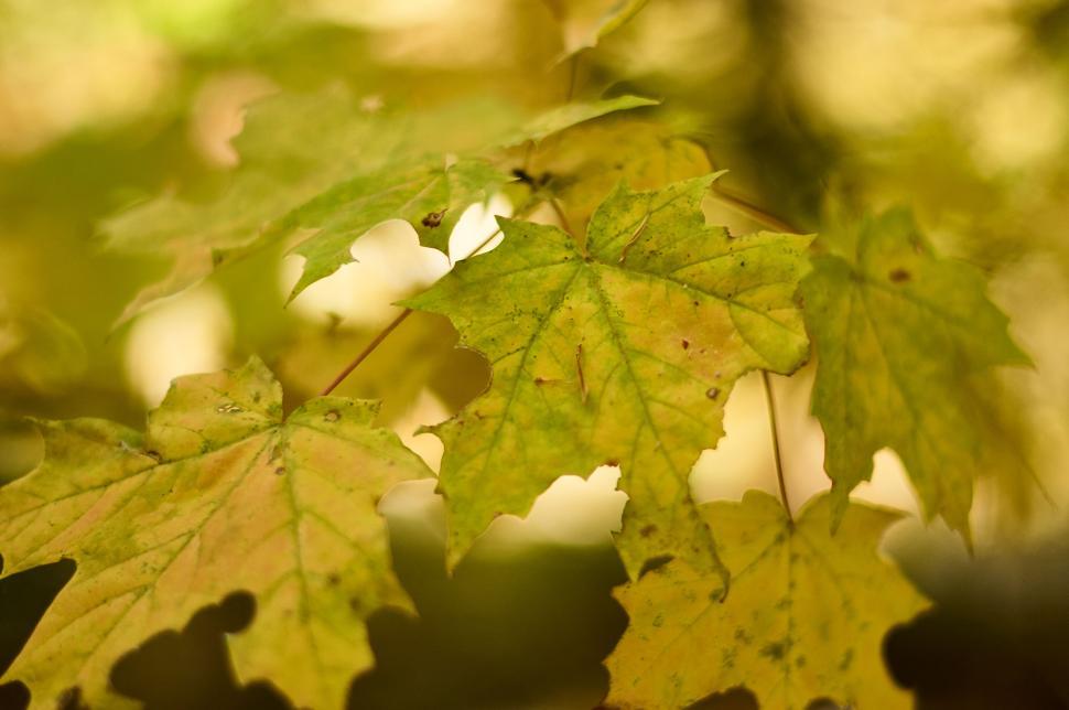 Free Image of Close up of green maple leaves in a natural environment 