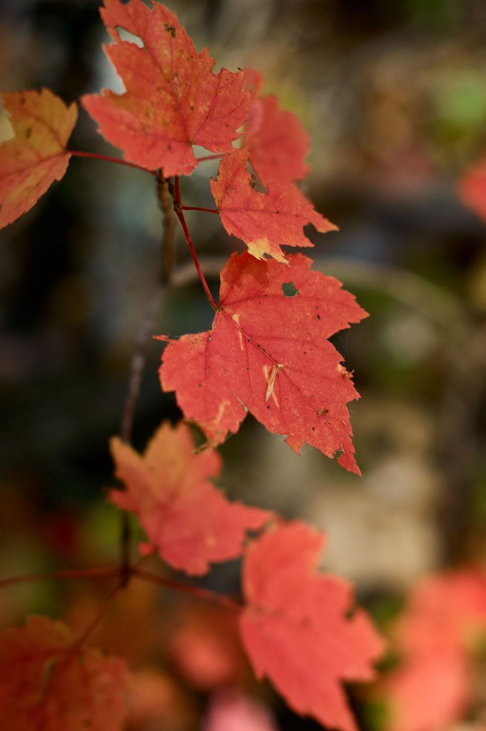 Free Image of Bright red autumn leaves on a branch with blurred background 