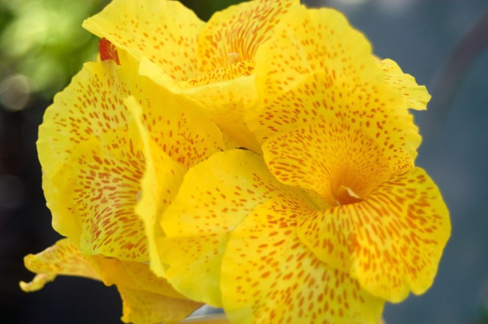 Free Image of Close up of vibrant yellow flower with red speckles 