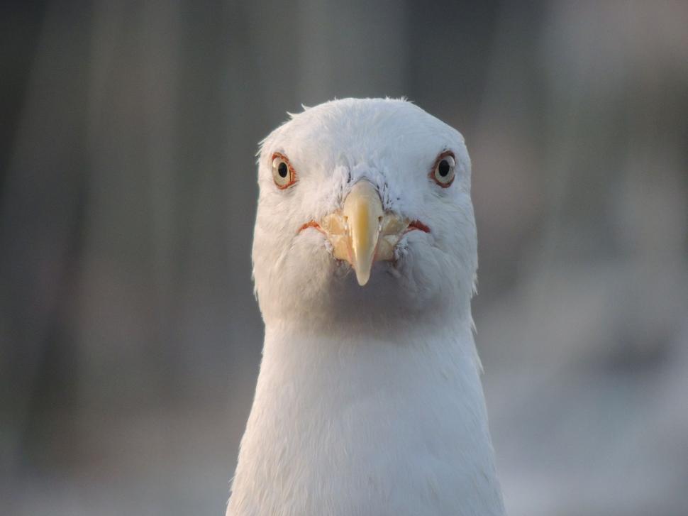Free Image of Close-up of a seagull staring directly at the camera lens. 