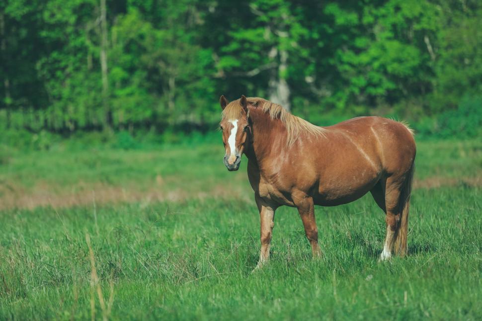 Free Image of Brown and white horse stands in lush green grassy field 