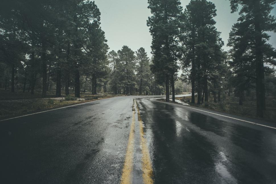 Free Image of Wet road in forest, with trees on both sides and rain. 