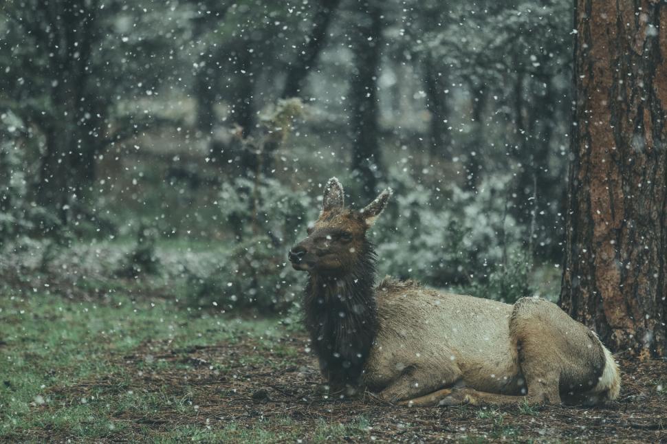 Free Image of Elk resting under a tree during a snowfall in the forest. 