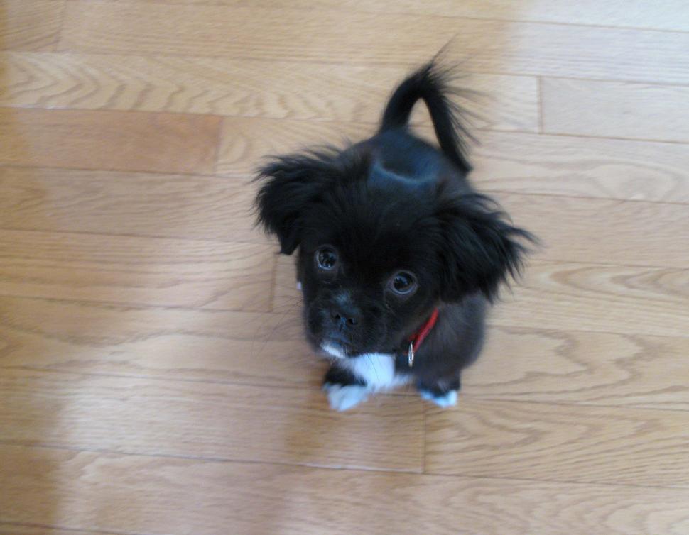 Free Image of Molly the puppy 