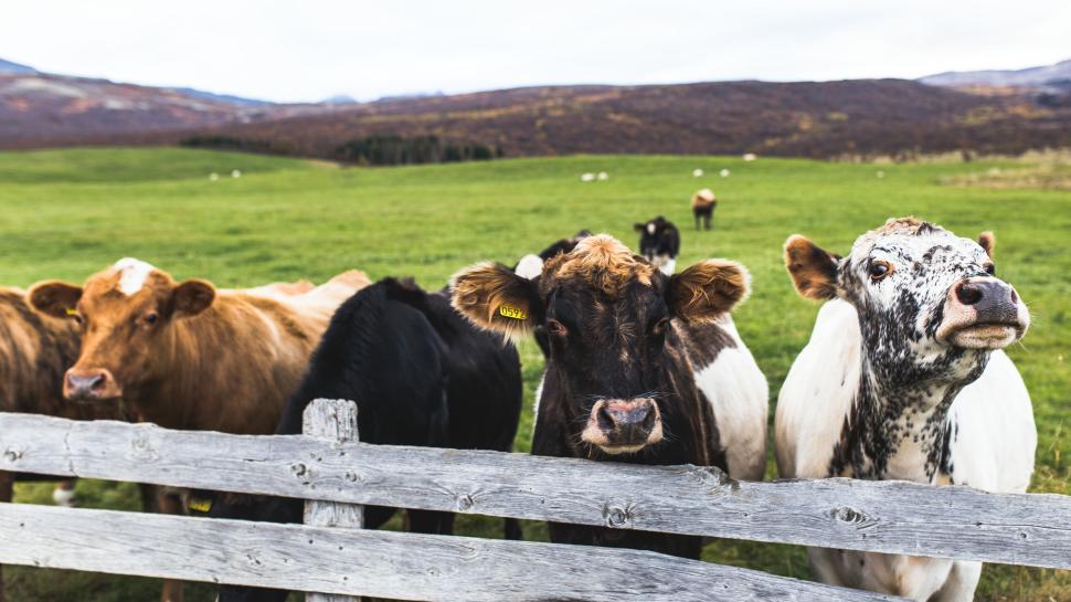 Free Image of Group of cows behind a wooden fence in lush pasture. 