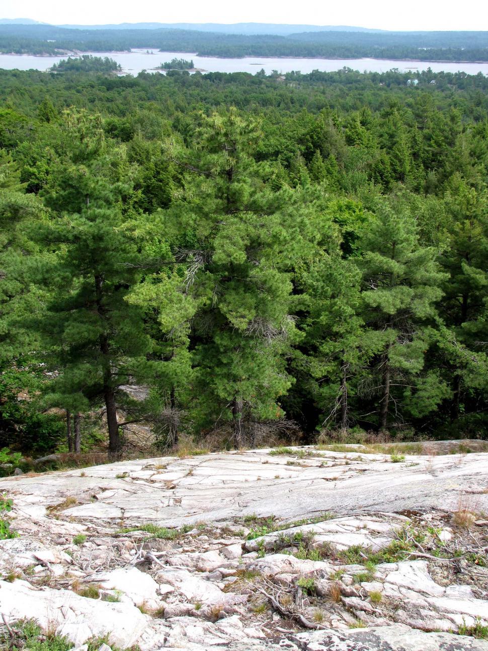 Free Image of Forests 