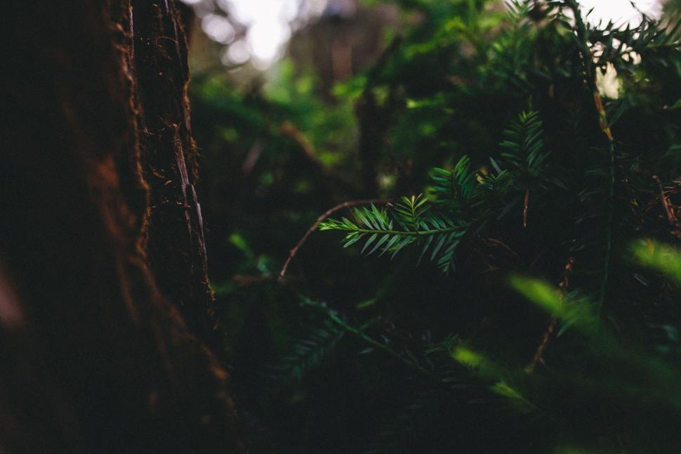 Free Image of Close-up of green foliage in a dense forest setting. 