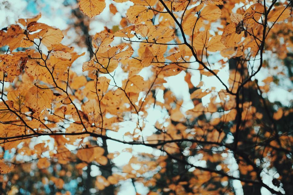 Free Image of Branch with orange leaves against bright sky background. 