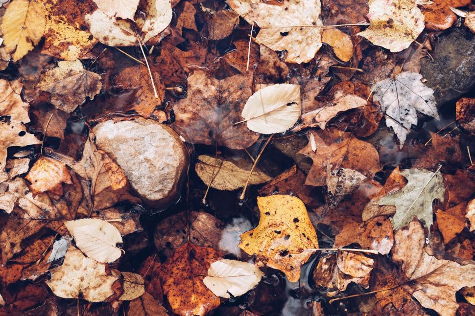 Free Image of Pile of assorted autumn leaves on ground in water. 
