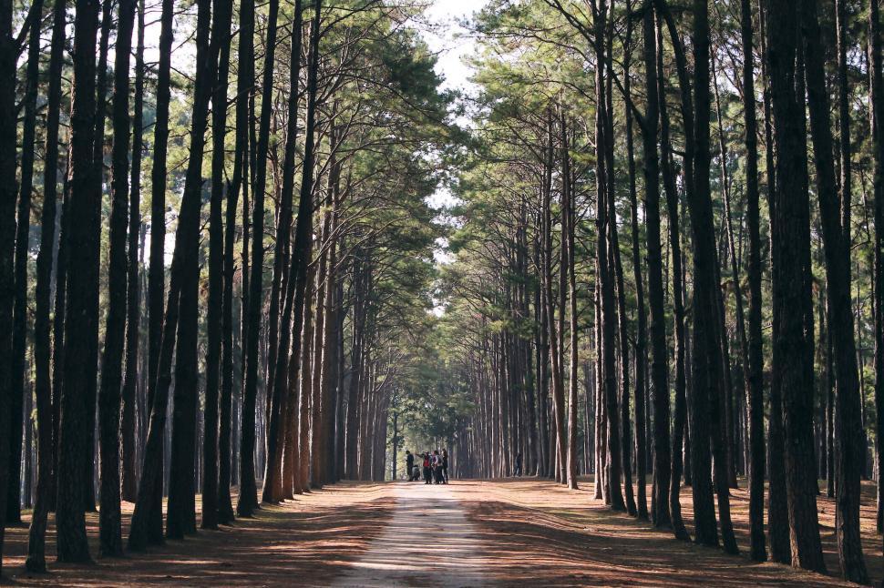 Free Image of Dense forest path with tall trees lining the roadway. 