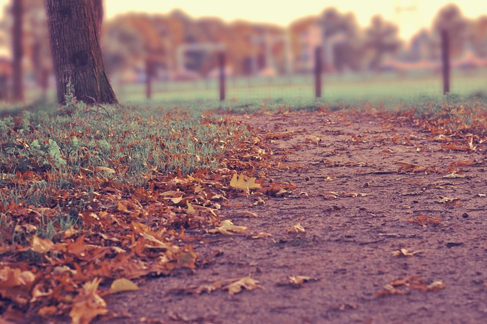 Free Image of Pathway covered with fallen autumn leaves blending colors 