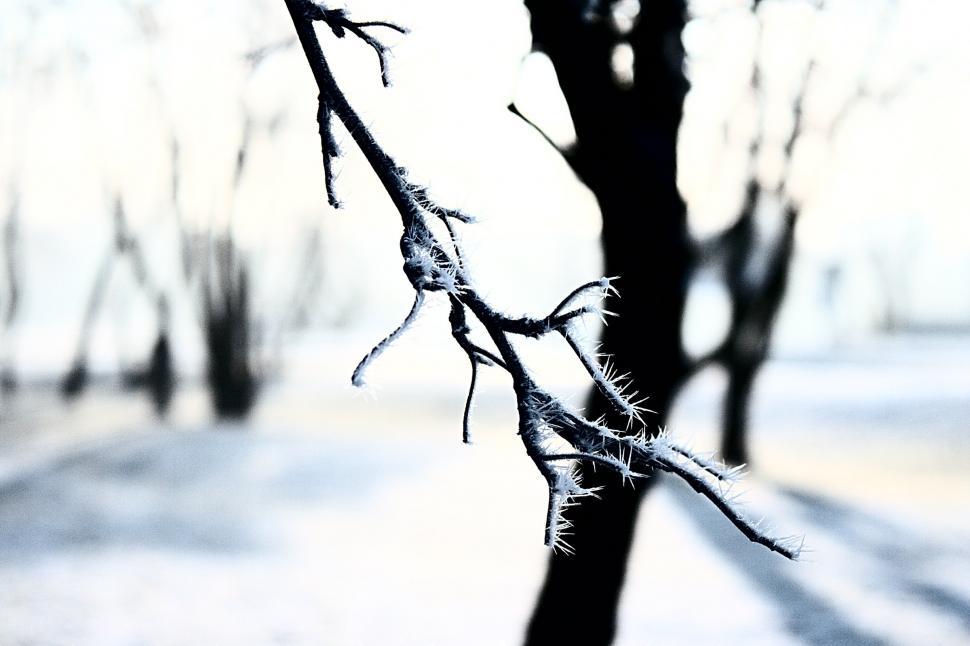Free Image of Frozen tree 