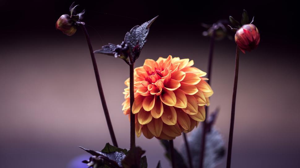 Free Image of Close-up of an orange and yellow dahlia flower bloom 